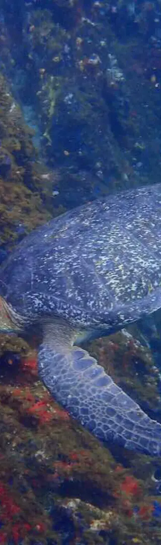 Gigantische Unterwasserwelt